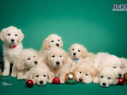 Dostupni za rezervaciju štenci Zlatnog retrivera 