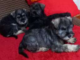 &Scaron;tenci patuljastog &scaron;naucera 