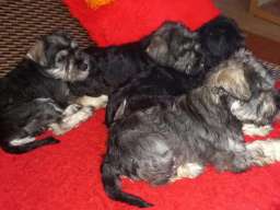 &Scaron;tenci patuljastog &scaron;naucera 