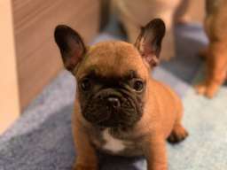 Francuski buldog ˝Od kuce don˝