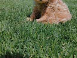 Maltipoo &scaron;tenci