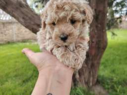 Maltipoo &scaron;tenci