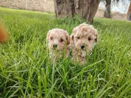 Maltipoo &scaron;tenci