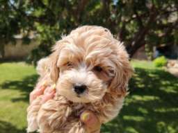 Maltipoo &scaron;tenci