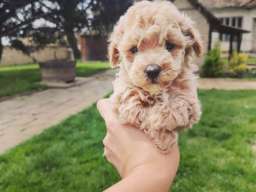 Maltipoo &scaron;tenci