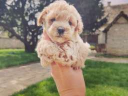 Maltipoo &scaron;tenci