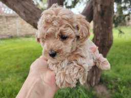 Maltipoo &scaron;tenci