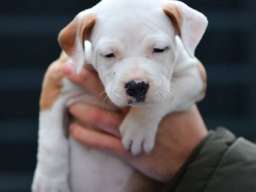 Američki Stafordski terijer &scaron;tenci