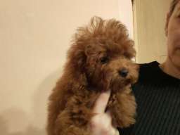 Crvene toy pudle