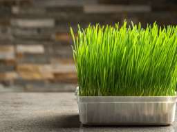 Barley Grass &ndash; Kesice