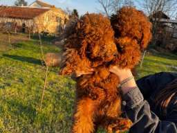 Mini pudle crvene boje