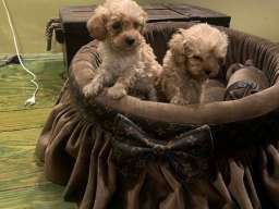 Toy pudle ekstra malog rasta