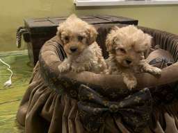 Toy pudle ekstra malog rasta