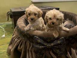 Toy pudle ekstra malog rasta