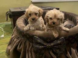 Toy pudle ekstra malog rasta