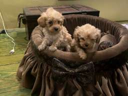 Toy pudle ekstra malog rasta