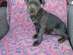 Pitbul Blue Nose stenci 