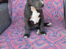 Pitbul Blue Nose stenci 