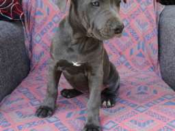 Pitbul Blue Nose stenci 