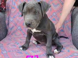 Pitbul Blue Nose stenci 