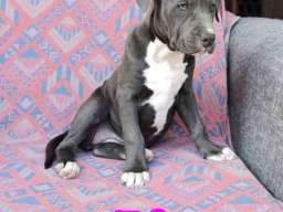 Pitbul Blue Nose stenci 