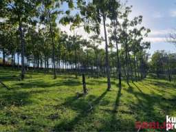 Plac 198 ari Smederevska Palanka 