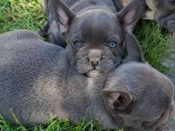 Francuski Buldog sky blue štenci