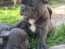 Francuski Buldog sky blue &scaron;tenci