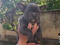 Francuski Buldog sky blue &scaron;tenci