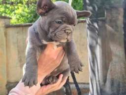 Francuski Buldog sky blue &scaron;tenci