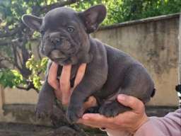 Francuski Buldog sky blue &scaron;tenci