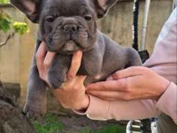 Francuski Buldog sky blue &scaron;tenci