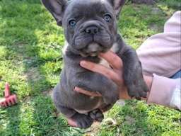 Francuski Buldog sky blue &scaron;tenci