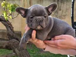 Francuski Buldog sky blue &scaron;tenci