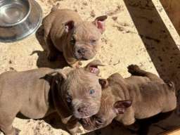 American bully exzotik-mikro &scaron;tenci