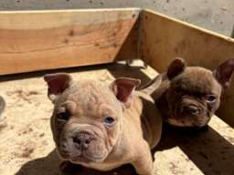 American bully exzotik-mikro &scaron;tenci
