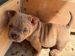 American bully exzotik-mikro &scaron;tenci