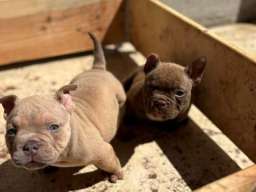 American bully exzotik-mikro &scaron;tenci