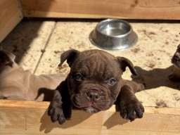 American bully exzotik-mikro &scaron;tenci