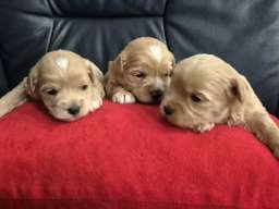 Maltipoo štenci 