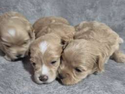 Maltipoo &scaron;tenci 