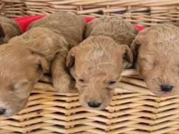 Maltipoo &scaron;tenci 