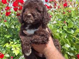 Lagoto Romanjolo (Lagotto Romagnolo)