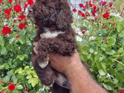 Lagoto Romanjolo (Lagotto Romagnolo)
