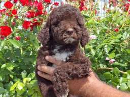 Lagoto Romanjolo (Lagotto Romagnolo)