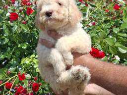 Lagoto Romanjolo (Lagotto Romagnolo)
