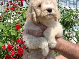Lagoto Romanjolo (Lagotto Romagnolo)