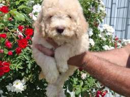 Lagoto Romanjolo (Lagotto Romagnolo)