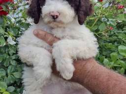Lagoto Romanjolo (Lagotto Romagnolo)