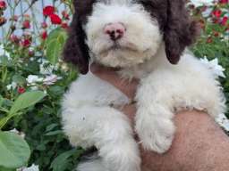 Lagoto Romanjolo (Lagotto Romagnolo)